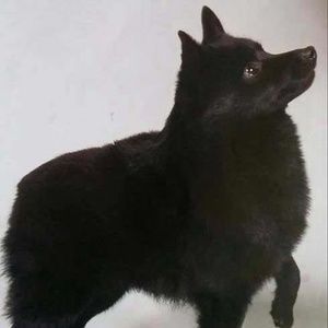 Meet your Posher, Joyce